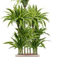 Dracaena fragrans 'Lemon Lime' in Baq Raindrop